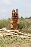 BERGER ALLEMAND 415